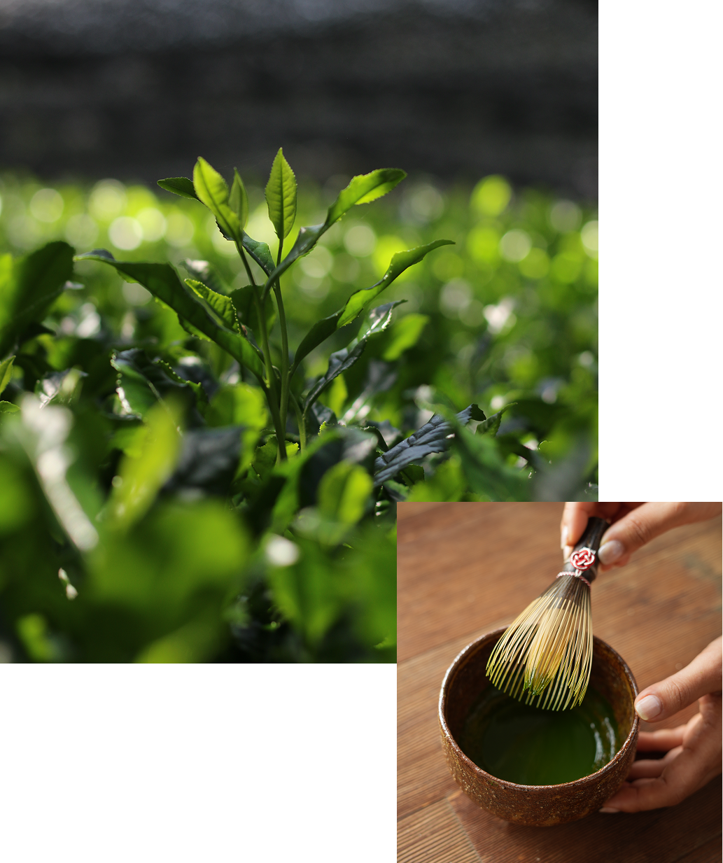 Young tea leaves growing under traditional tana shade in Kyoto for organic ceremonial matcha production