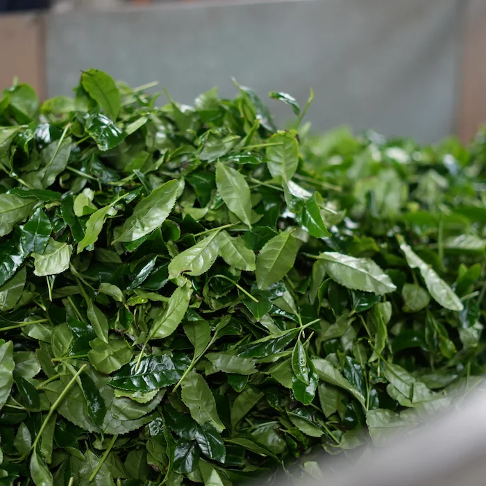 Premium Matcha , Aged One Year, 30 g refill - Image 3