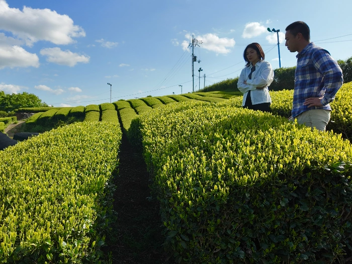 Tea farmers tending organic tencha under traditional tana shading nets at Nakai Organic Tea Garden, Wazuka, Kyoto — source of MUSUBI MATCHA Agriculteurs entretenant du tencha biologique sous des filets d'ombrage tana traditionnels au jardin de thé biologique Nakai, Wazuka, Kyoto — source du matcha MUSUBI MATCHA